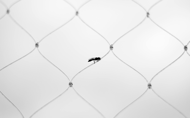 虫が飛んでいるように見える